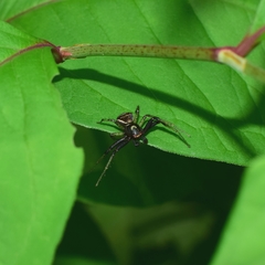 Xysticus croceus