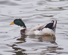 Anas platyrhynchos domesticus