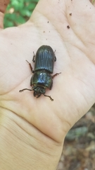 Odontotaenius disjunctus