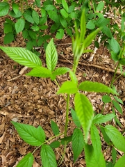 Rubus argutus