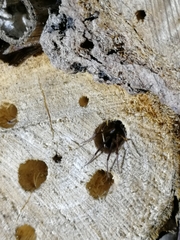 Araneae