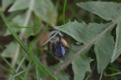 Andrena danuvia