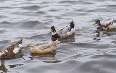 Anas platyrhynchos domesticus