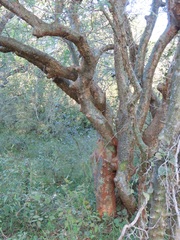 Commiphora neglecta