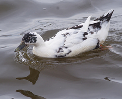 Anas platyrhynchos domesticus