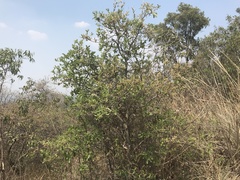 Quercus microphylla