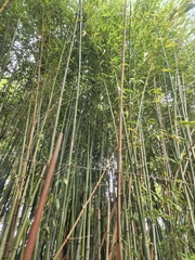 Dendrocalamus giganteus