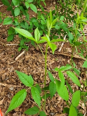 Rubus argutus