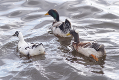 Anas platyrhynchos domesticus