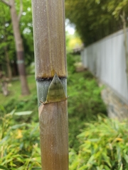 Dendrocalamus giganteus