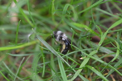 Andrena danuvia