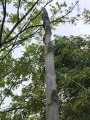 Dendrocalamus giganteus