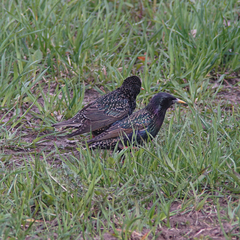 Sturnus vulgaris