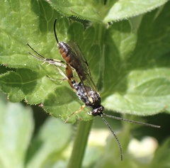 Limneriini