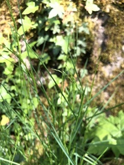 Poa nemoralis