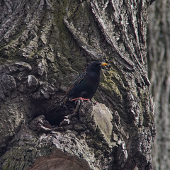 Sturnus vulgaris