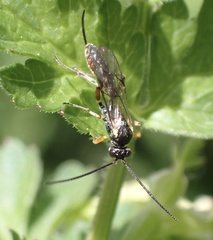 Limneriini