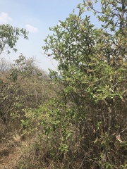 Quercus microphylla