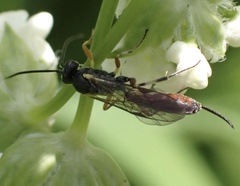 Limneriini