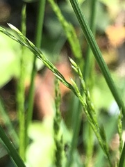 Poa nemoralis