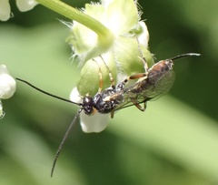 Limneriini