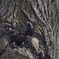 Sturnus vulgaris