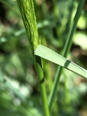 Poa nemoralis