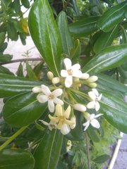 Pittosporum tobira
