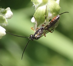 Limneriini