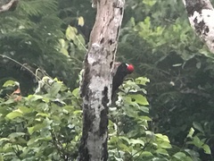 Campephilus melanoleucos