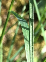 Poa nemoralis