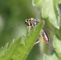 Limneriini