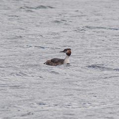 Podiceps cristatus