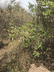 Quercus microphylla