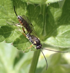 Limneriini