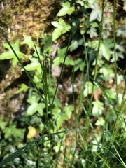 Poa nemoralis
