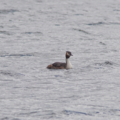 Podiceps cristatus