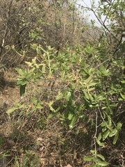 Quercus microphylla