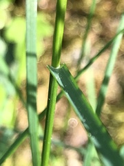 Poa nemoralis