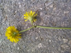 Crepis sancta