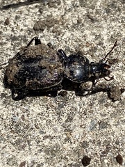 Sphaeroderus stenostomus