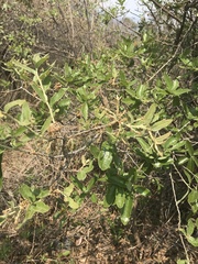 Quercus microphylla