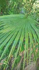 Acoelorraphe wrightii