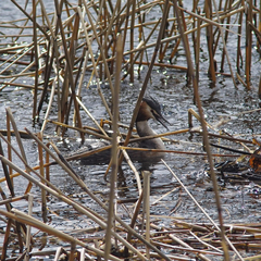 Podiceps cristatus