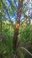 Acoelorraphe wrightii