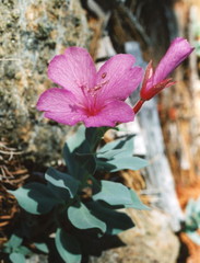 Epilobium rigidum