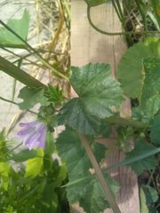 Malva multiflora