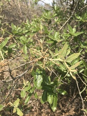 Quercus microphylla