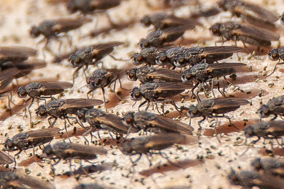 Brine Fly