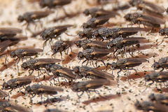 Ephydra cinerea